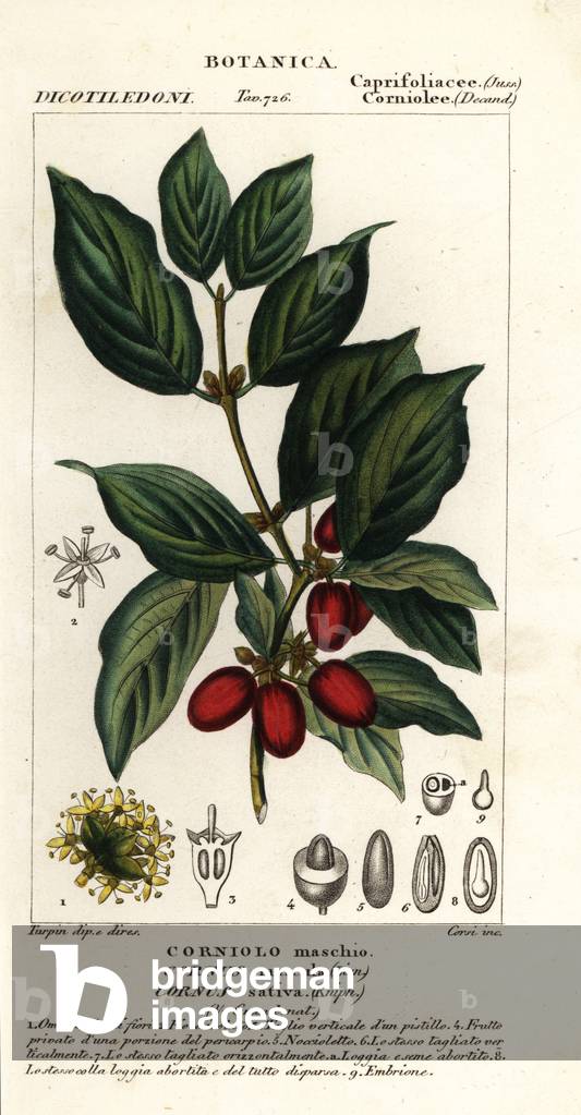 Cornelian cherry, Cornus mas
