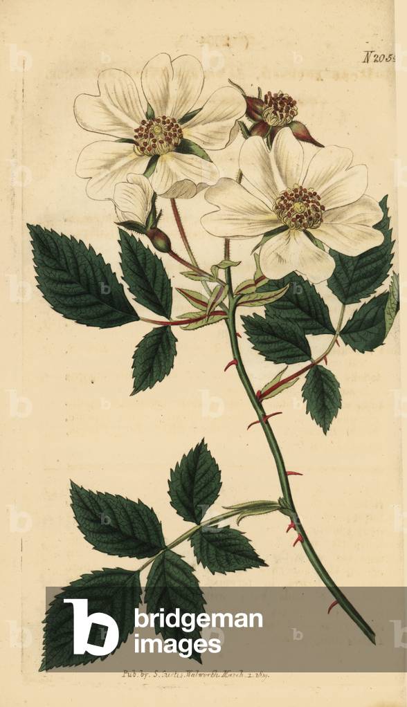 Field pink, Rosa arvensis. Handcoloured copperplate engraving from Samuel Curtis' Botanical Magazine, London, 1819.