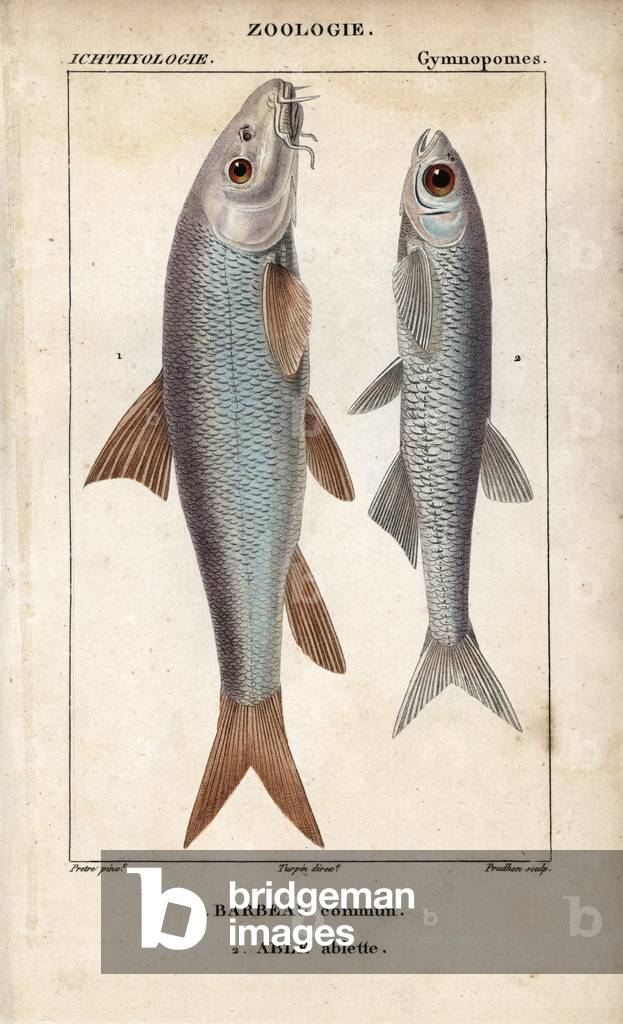 Barbel, common barbel, bearded bearded, and bleak, able, ablette, Alburnus alburnus. Handcoloured copperplate stipple engraving from Jussieu's “” Dictionary of Natural Sciences”” 1816-1830. The volumes on fish and reptiles were edited by Hippolyte Cloquet, natural historian and doctor of medicine. Illustration by J.G. Pretre, engraved by Prudhon, directed by Turpin, and published by F. G. Levrault.