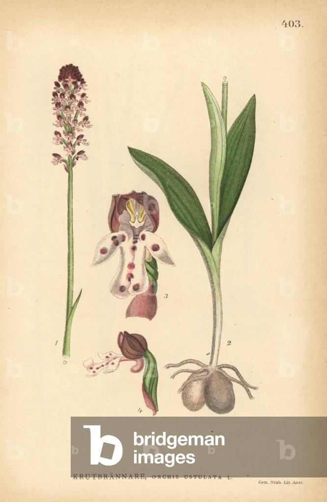 Burnt orchid, Neotinea ustulata