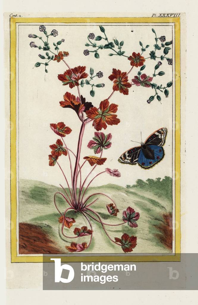 The Gloss Crane Beak. Shining cranesbill, Geranium lucidum. Handcoloured etching from Pierre Joseph Buchoz 'Precious and illuminated collection of the most beautiful and curious flowers, grown both in the gardens of China and in those of Europe, Paris, 1776.