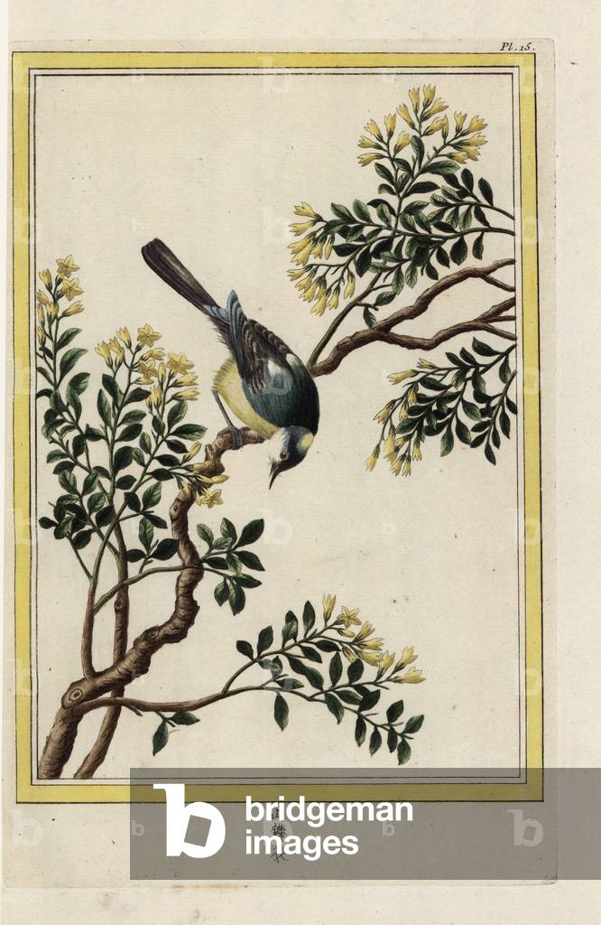 Yellow Jasmine from China. Yellow jasmine, humile jasminum. Handcoloured etching from Pierre Joseph Buchoz 'Precious and illuminated collection of the most beautiful and curious flowers, grown both in the gardens of China and in those of Europe, Paris, 1776.