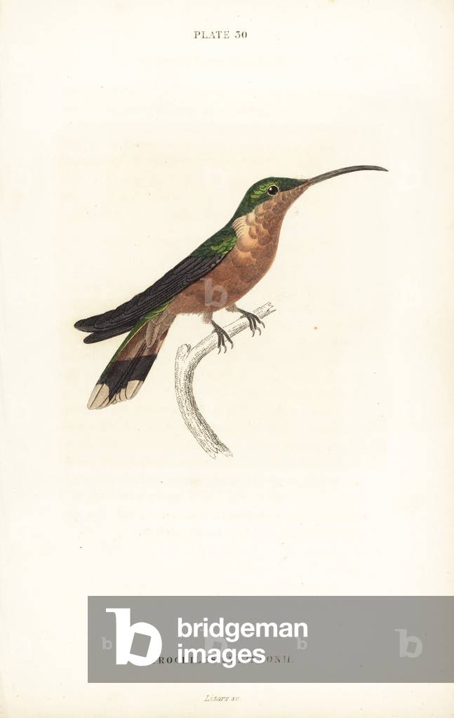 Hispaniolan emerald, Chlorostilbon swainsonii (Swainson's hummingbird, Trochilus swainsonii). Handcoloured steel engraving by William Lizars from Sir William Jardine's Naturalist's Library: Ornithology: Hummingbirds Volume 2, Edinburgh, W.H. Lizars, 1833.