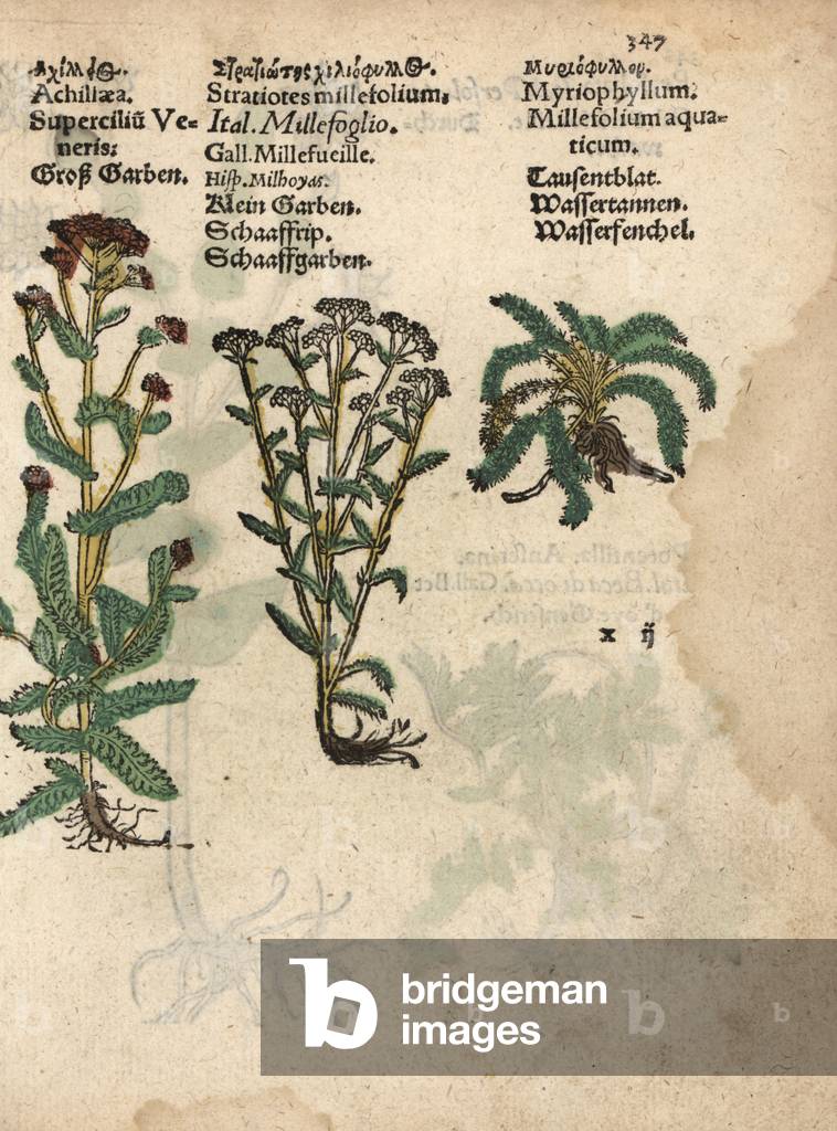 Yarrow, Achillea millefolium, and Myriophyllum aquatium. Handcoloured woodblock engraving of a botanical illustration from Adam Lonicer's Krauterbuch, or Herbal, Frankfurt, 1557. This from a 17th century pirate edition or atlas of illustrations only, with captions in Latin, Greek, French, Italian, German, and in English manuscript.