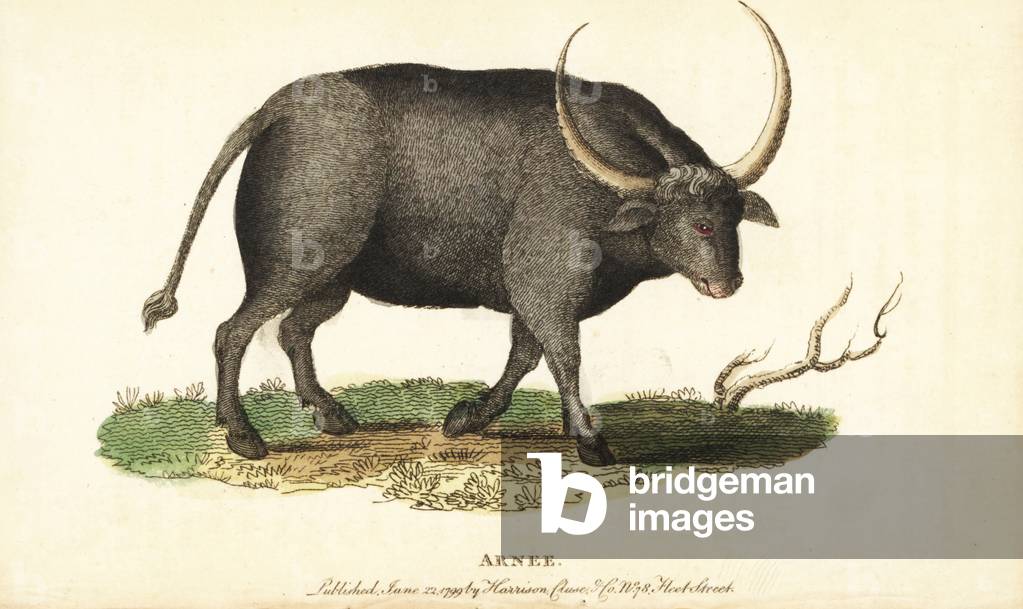 Wild water buffalo, Bubalus arnee. Endangered. Handcoloured copperplate engraving from “” The Naturalist's Pocket Magazine,”” Harrison, London, 1799.