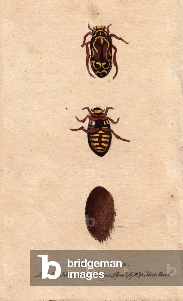 Beetle of the violinist (Eupoecila australasiae), specimen from New South Wales (Australia), seen from above, below and description of the nymph. Lithographie in The Naturalist Pocket Magazine or Cabinet complete des Curiosites et Beautes de la Nature, published between 1798 and 1802, by Harrison, London, England.