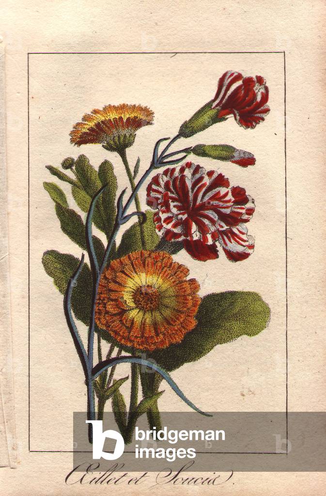 Carnation and marigold, Dianthus caryophyllus and Calendula officinalis