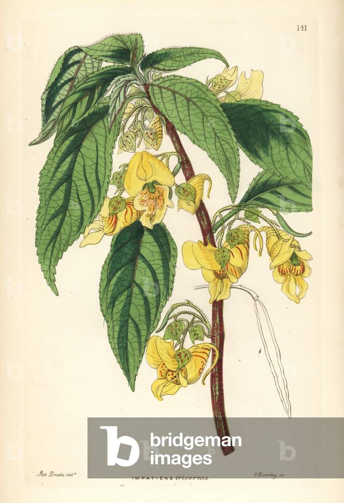 Impatience or Balsamine - Rindliya or scabby balsam, Impatiens scabrida (Three-horned balsam, Impatiens tricornis). Handcoloured copperplate engraving by G. Barclay after Miss Sarah Drake from John Lindley and Robert Sweet's Ornamental Flower Garden and Shrubbery, G. Willis, London, 1854.