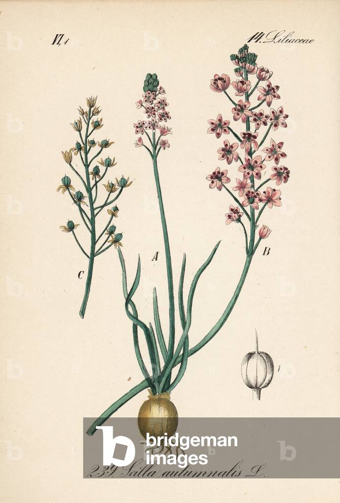 Autumn Sealer - Prospero autumnale (Scilla autumnalis). Handcoloured lithograph from Diederich von Schlechtendal's German Flora (Flora von Deutschland), Jena, 1871.