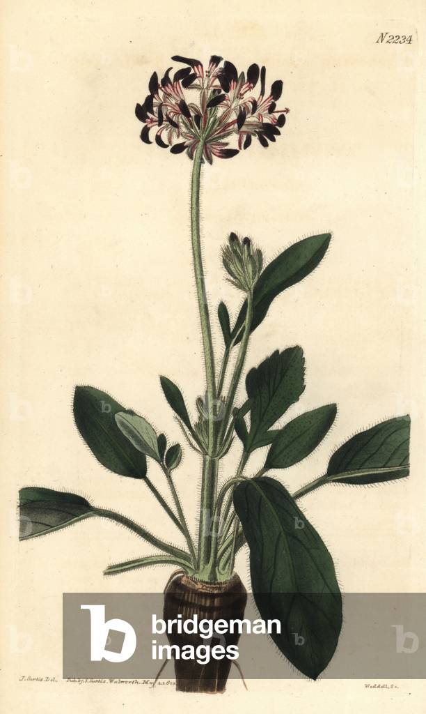 Dioecious black-flowered storks-bill, Pelargonium dioicum. Handcoloured copperplate engraving by Weddell after a drawing by John Curtis for Samuel Curtis' continuation of William Curtis' Botanical Magazine, London, 1822.