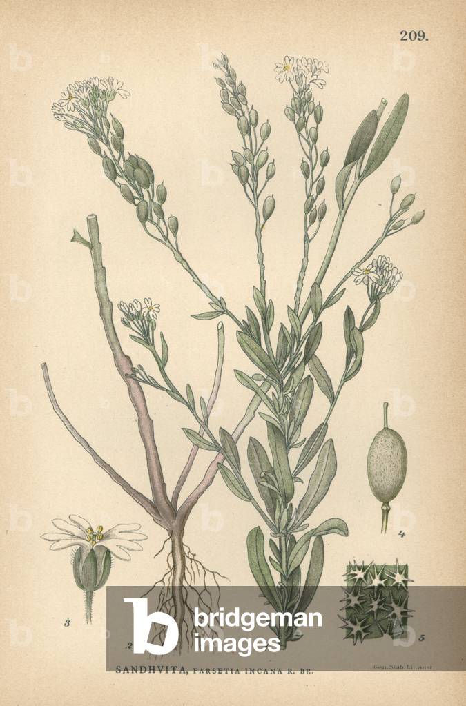 Hoary alyssum, Farsetia incana