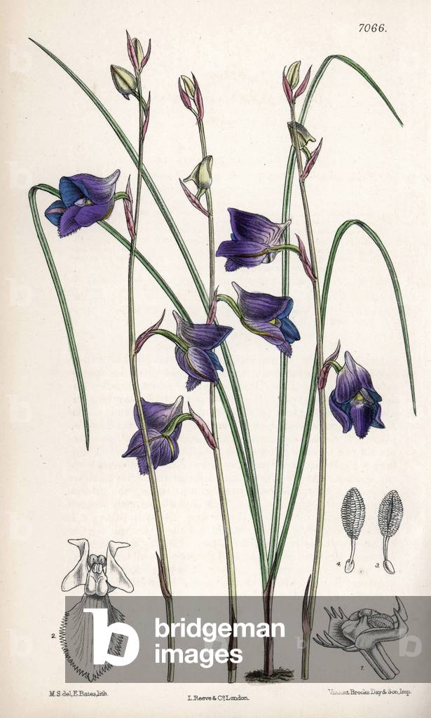 Disa lacera var. multifida, blue orchid variety from Cape Town, South Africa. Drawing by Matilda Smith (1854-1926), Lithography by J.N. Fitch in Curtis Botanical Magazine, by Joseph Dalton Hooker, published in London, England, by L. Reeve and Co, 1889.