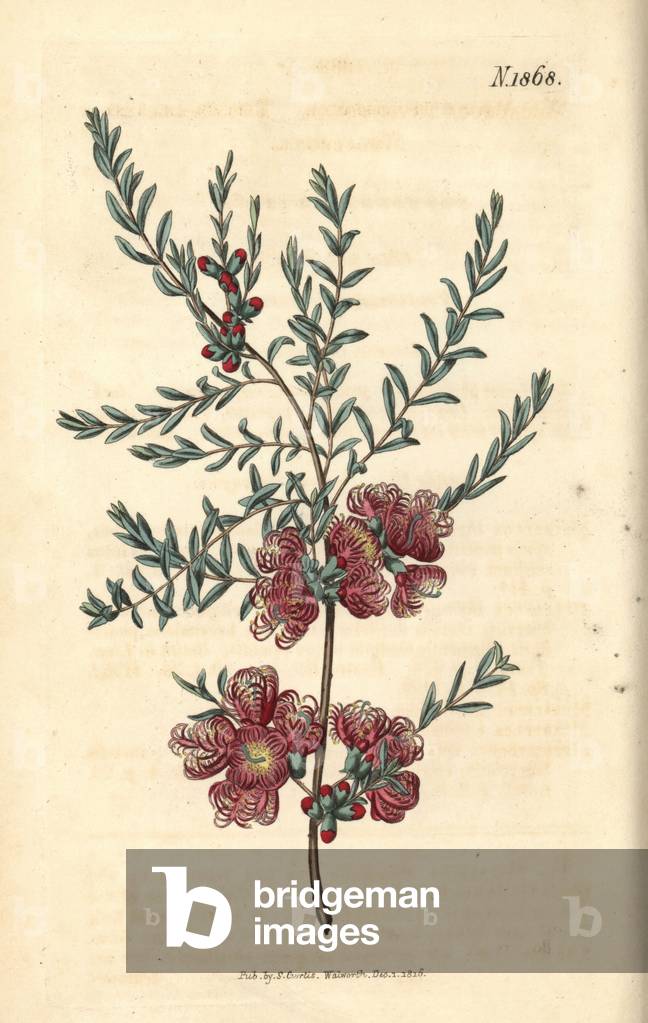 Melaleuch with thyme leaf - thyme leaved melaleuca, Melaleuca thymifolia. Handcoloured botanical engraving by Weddell from John Sims' Curtis's Botanical Magazine, Couchman, London, 1816.