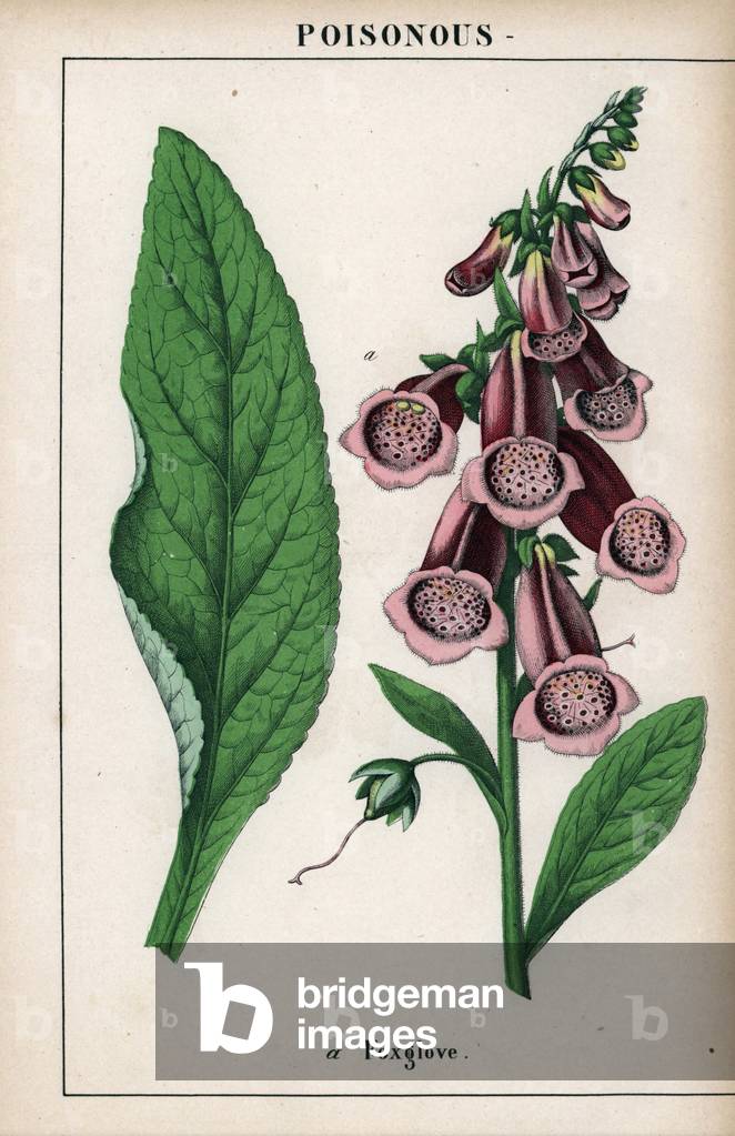 Description of the flower and purple foil.