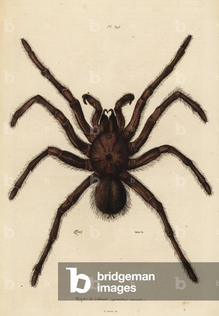 Goliath birdeater spider, Theraphosa blondi