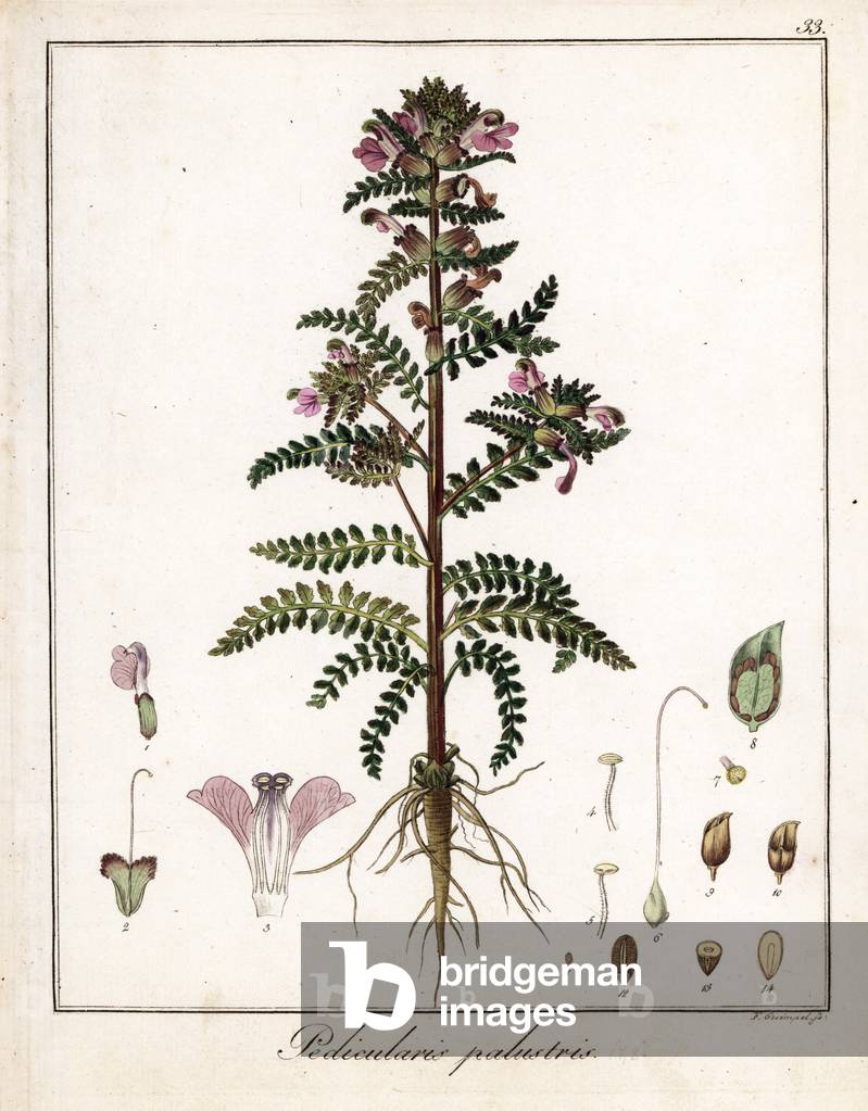 Marsh pedicular - Lithograph by F. Guimpel, extracted from medical botany by Friedrich Gottlob Haynes (1763-1832), Berlin, 1822 - Marsh lousewort, Pedicularis palustris - Handcoloured copperplate by F. Guimpel from Dr. F. G. Hayne's Medical Botany, Berlin, 1822