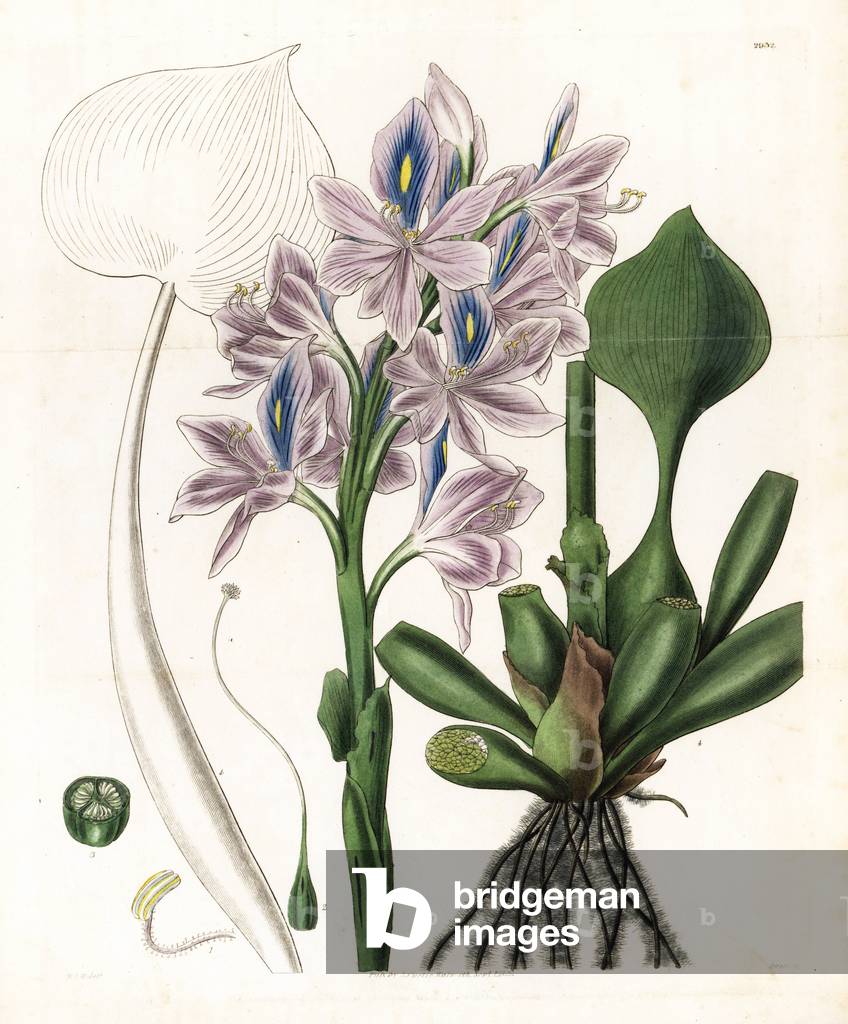 Eichhornie a gras foot or Water Hyacinth - Anchored water hyacinth, Eichhornia azurea (large-flowered pontederia, Pontederia azurea). Handcoloured copperplate engraving by Swan after an illustration by William Jackson Hooker from Samuel Curtis's “” Botanical Magazine,”” London, 1829.