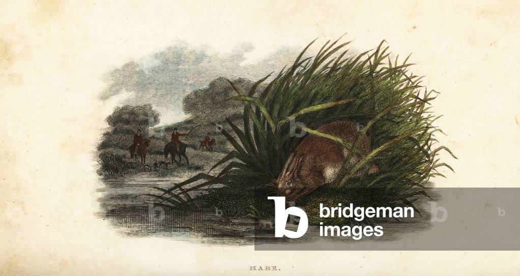 Hare hiding from hunters in a stand of rushes on an island in a pond