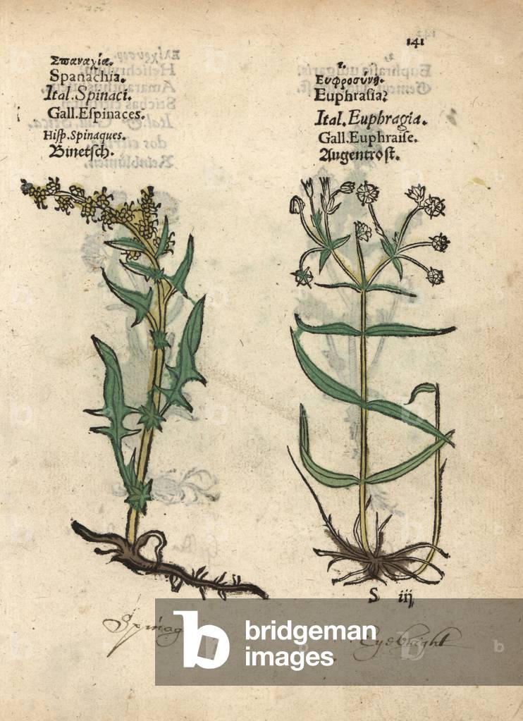 Spinach, Spinachia oleracea, and eyebright, Euphrasia species. Handcoloured woodblock engraving of a botanical illustration from Adam Lonicer's Krauterbuch, or Herbal, Frankfurt, 1557. This from a 17th century pirate edition or atlas of illustrations only, with captions in Latin, Greek, French, Italian, German, and in English manuscript.