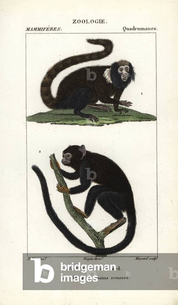 Eau forte by Jean Gabriel Pretre (1780-1845), engraved by Carnonkel, for the dictionary of natural sciences: mammals by Frederic Cuvier, edited by Pierre Jean Francois Turpin (1775-1840), published by F.G.Levrault, a Paris, 1816
