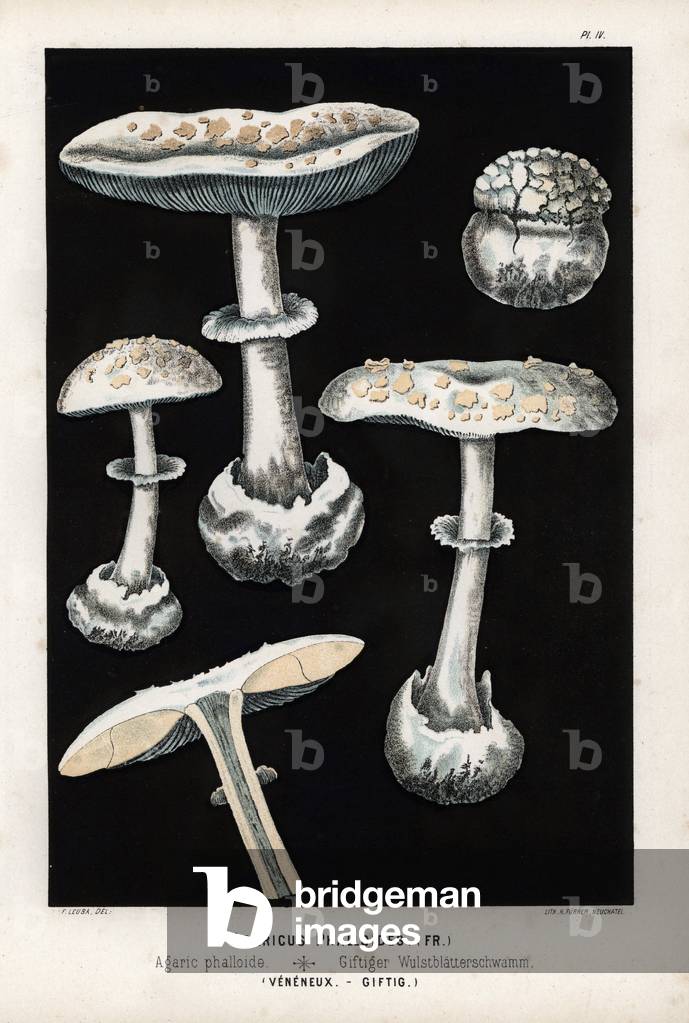 Amanite phalloid or green oronge or calyx of death (Amanita phalloides) venous. Chromolithography by H. Furrer, based on an illustration by Fritz Leuba (1848-1910), in Les champignons edibles et les especes veneneuses with which they could be confused, published by Delachaux and Niestle, in Neuchatel, Switzerland, in 1890.