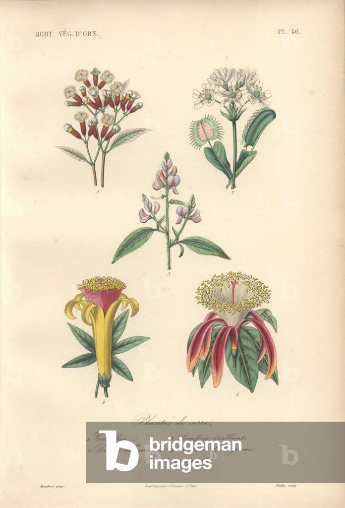 Decorative botanical print with clove bush, venus flytrap, sainfoin and carolinea