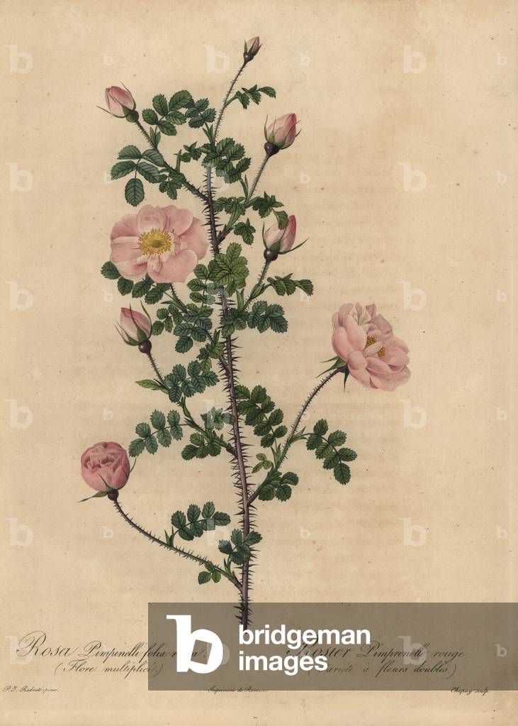 Pink Burnet rose, Rosa pimpinellifolia.