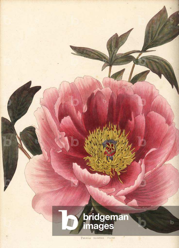 Peony, Paeonia mutton rosea. Handcoloured copperplate engraving by George Cooke from Conrad Loddiges' Botanical Cabinet, Hackney, 1825.
