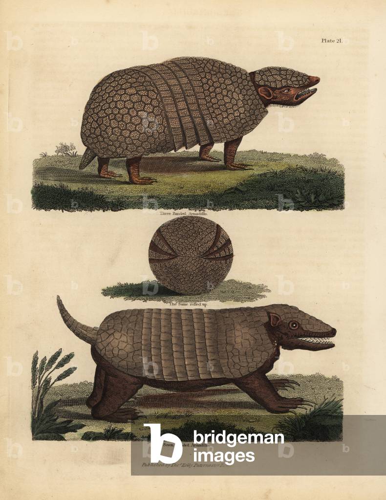 Brazilian three-banded armadillo and seven-banded armadillo.