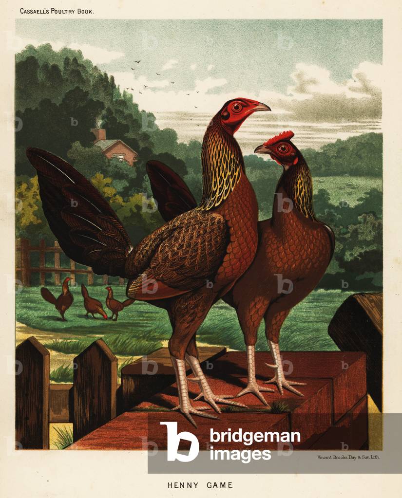 Henny or hennie game birds, 1890 (chromolithograph)