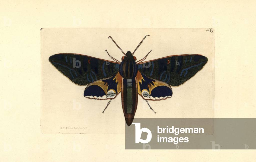Lepidoptere, butterfly de nuit, Eumorphia phorbas - Lithography by Richard Polydore Nodder (1774-1823) published in The Naturalist Miscellany, 1812