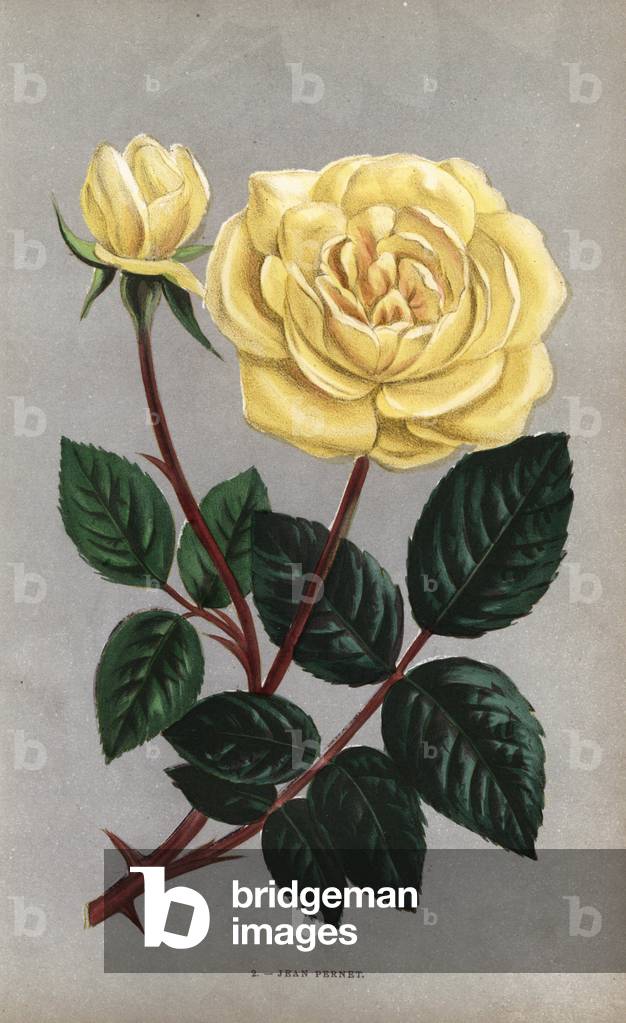 Jean Pernet rose, yellow variety of the tea rose raised by Monsieur Pernet of Lyon in 1867. Chromolithograph drawn and lithographed after nature by F. Grobon from Hippolyte Jamain and Eugene Forney's “” Les Roses,” Paris, J. Rothschild, 1873. Jamain was a rose grower and Forney a professor of arboriculture. Francois Frederic GROBON (1815-1901) ran his own atelier and illustrated “” Fleurs” after Redoute with his brother Anthelme as the Grobon freres.
