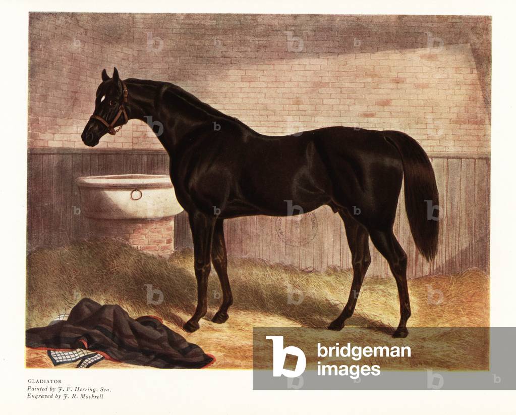 Gladiator, thoroughbred horse that came second in the 1836 Epsom Derby. Portrait of the horse in the stables, 1833. Color print after an engraving by J.R. Mackrell from a painting by John Frederick Herring in Ralph Nevill’s Old Sporting Prints, The Connoisseur Magazine, London, 1908.