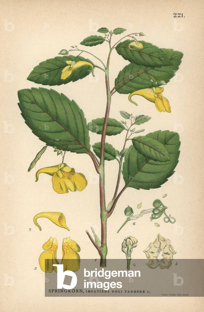 Touch-me-not balsam, Impatiens noli tangere
