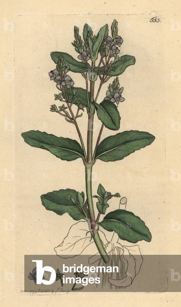 Brooklime, Veronica beccabunga Handcoloured copperplate engraving after a drawing by James Sowerby for James Smith's English Botany, 1799.