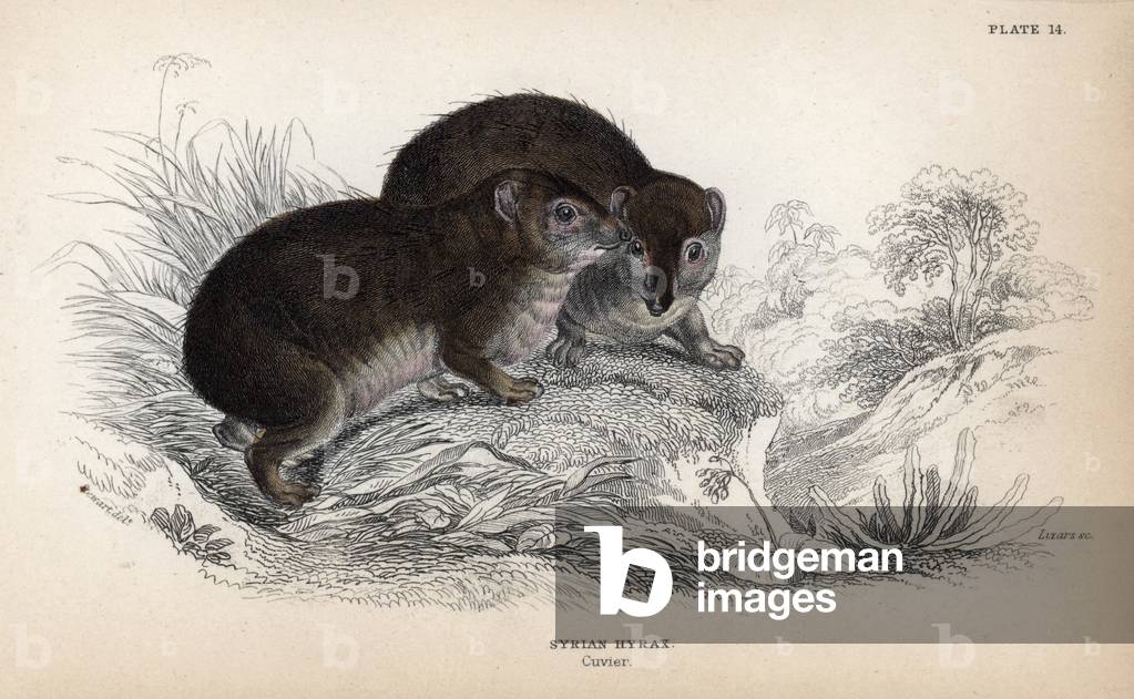 Cape Daman (Procavia damansis or P. syriaca). Copper engraving by William Lizars, based on a drawing by James Stewart, published in the Naturalist Library: mammals, pachyderms and quadrupedes with fine skin, edited by W. H. Lizars, in Edinburgh, Scotland, 1836.