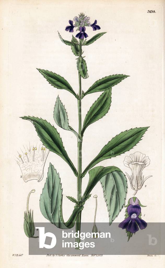 Gratiole - Four-sided hedge hyssop, Gratiola tetragona. Handcoloured copperplate engraving by Swan after an illustration by William Jackson Hooker from Samuel Curtis' “” Botanical Magazine,”” London, 1832.