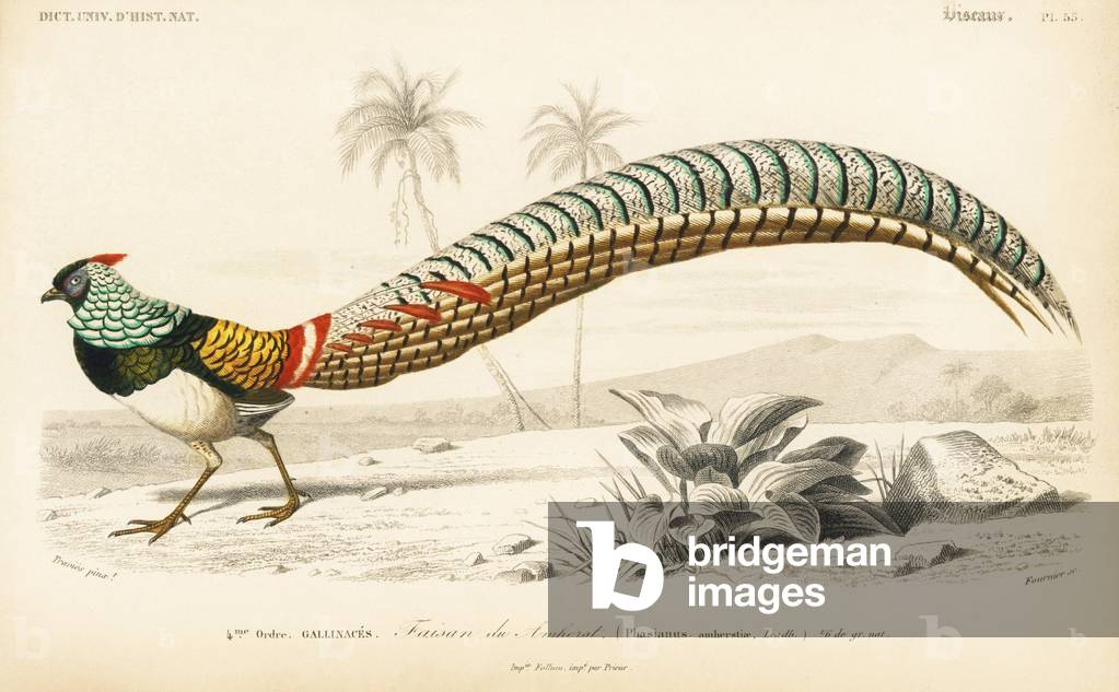 Lady Amherst's pheasant, Chrysolophus amherstiae. Handcoloured engraving by Fournier after an illustration by Edouard Travies from Charles d'Orbigny's Dictionnaire Universale d'Histoire Naturelle (Dictionary of Natural History), Paris, 1849.