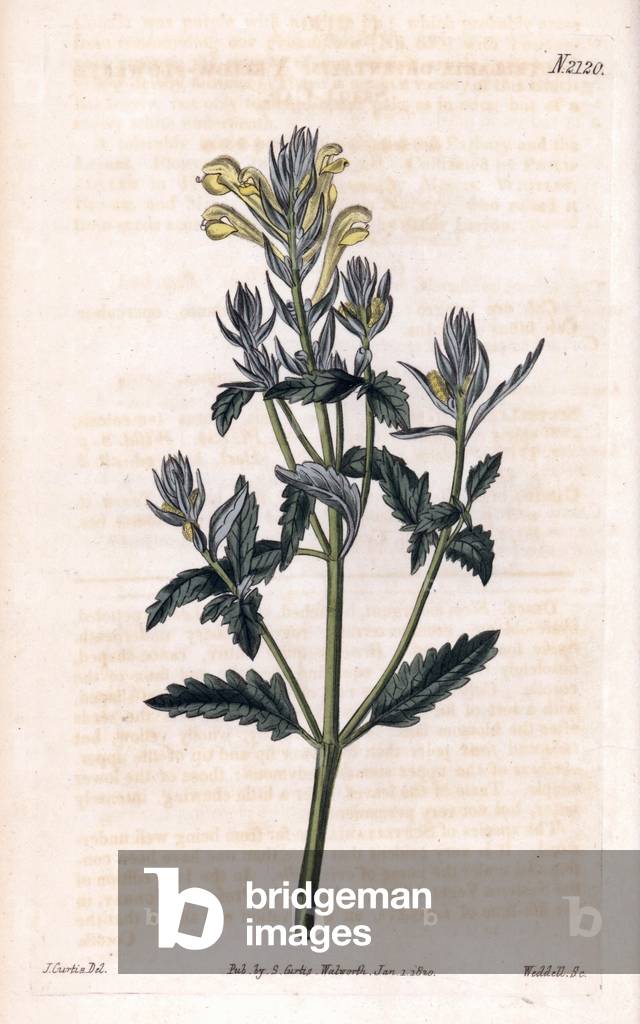 East scutellaire. Copper engraving, painted by John Curtis and grave by Weddell, published in the “Curtis Botanical Magazine”, 1819, by Samuel Curtis, London, England.