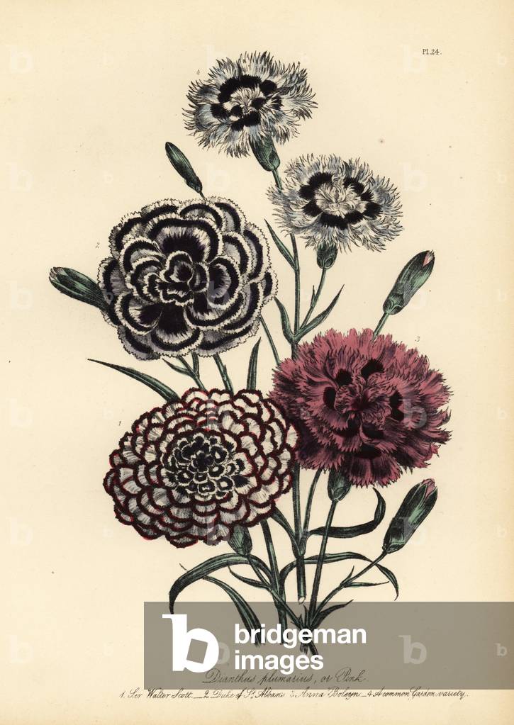 Sir Walter Scott, Duke of St. Albans, Anne Boleyn, and common garden variety carnation, Dianthus plumarius. Handfinished chromolithograph by Henry Noel Humphreys after an illustration by Jane Loudon from Mrs. Jane Loudon's Ladies Flower Garden of Ornamental Perennials, William S. Orr, London, 1849.
