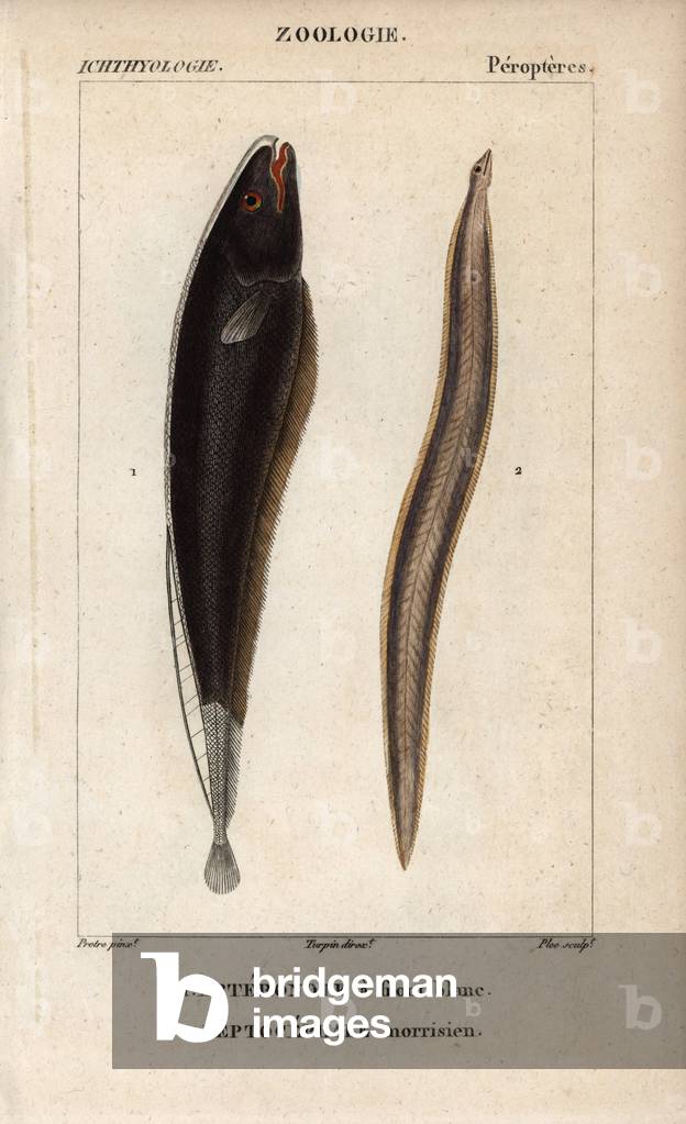 Black ghost, apteronote a front blanc, Apteronotus albifrons, and conger eel, leptocephale morrisien, Conger conger. Handcoloured copperplate stipple engraving from Jussieu's “” Dictionary of Natural Sciences”” 1816-1830. The volumes on fish and reptiles were edited by Hippolyte Cloquet, natural historian and doctor of medicine. Illustration by J.G. Pretre, engraved by Plee, directed by Turpin, and published by F. G. Levrault.
