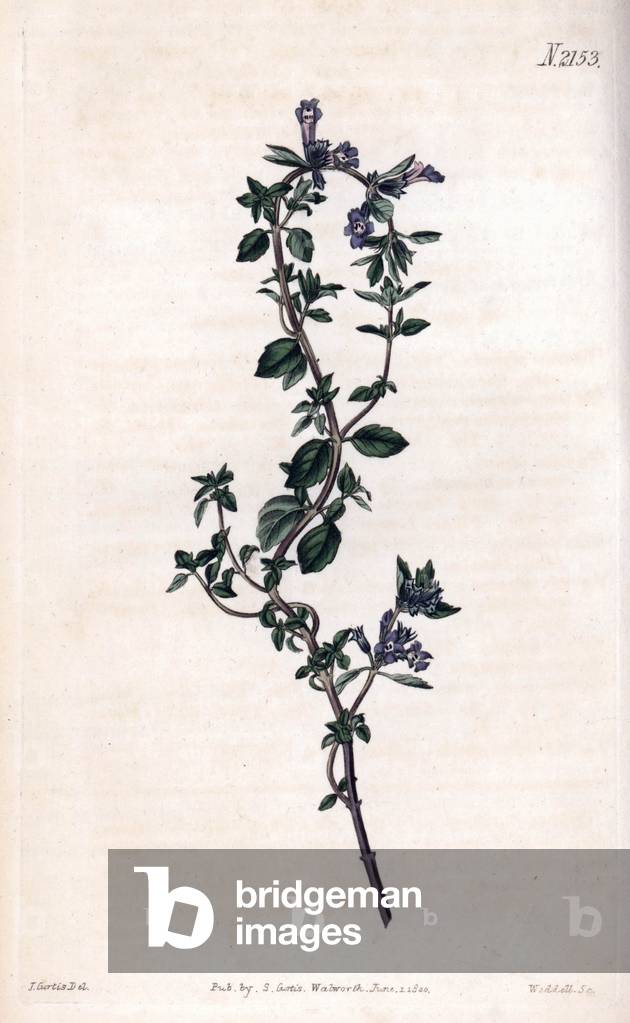 Alpine thyme. Copper engraving, painted by John Curtis and grave by Weddell, published in the “Curtis Botanical Magazine”, 1820, by Samuel Curtis, London, England.