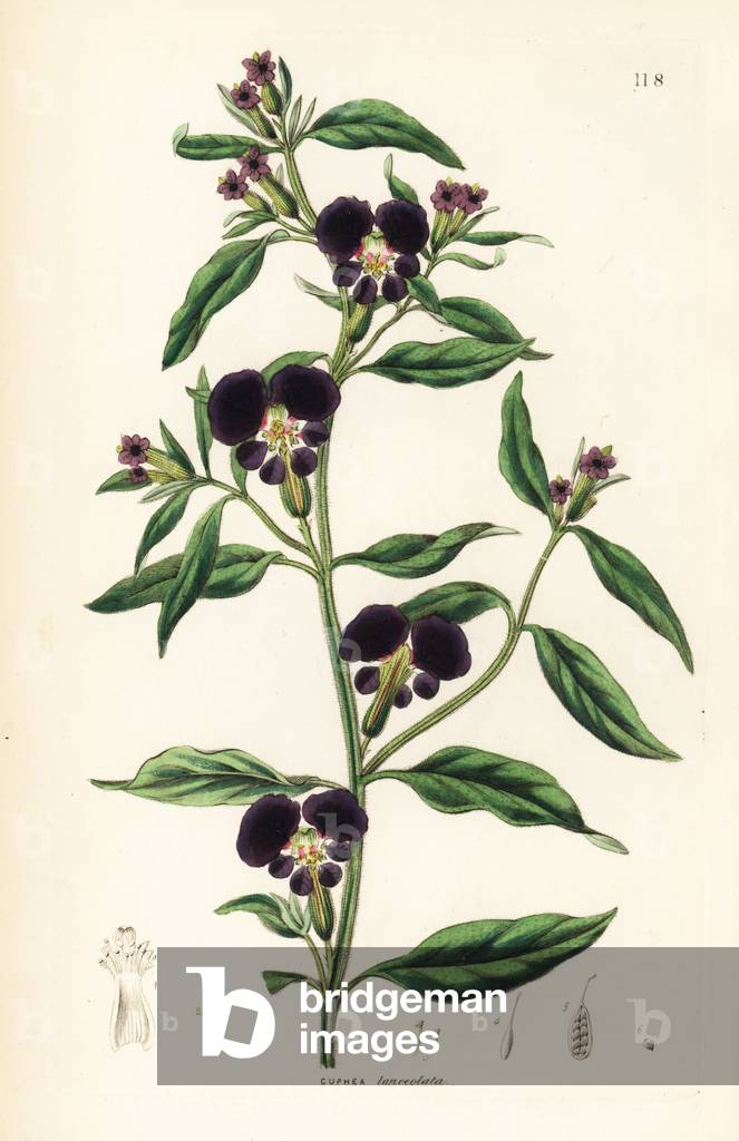 Flower cigar - Cigar flower or launcher-leaved cuphea, Cuphea lanceolata. Handcoloured copperplate engraving f