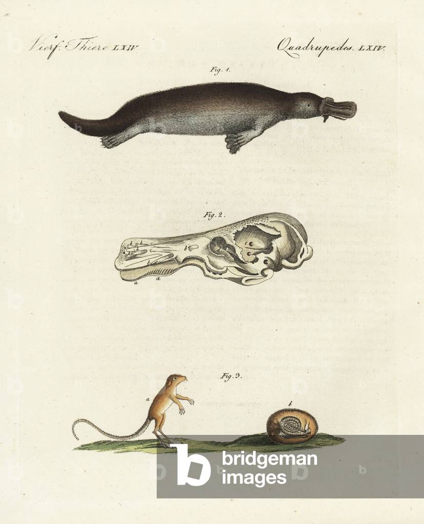 Duck-billed platypus 1, Ornithorhynchus anatinus, skull 2, and meadow jumping mouse, Zapus hudonius, awake 1 and hibernating 2. Handcoloured copperplate engraving from Bertuch's “” Bilderbuch fur Kinder”” (Picture Book for Children), Weimar, 1798. Friedrich Johann Bertuch (1747-1822) was a German publisher and man of arts most famous for his 12-volume encyclopedia for children illustrated with 1,200 engraved plates on natural history, science, costume, mythology, etc., published from 1790-1830.