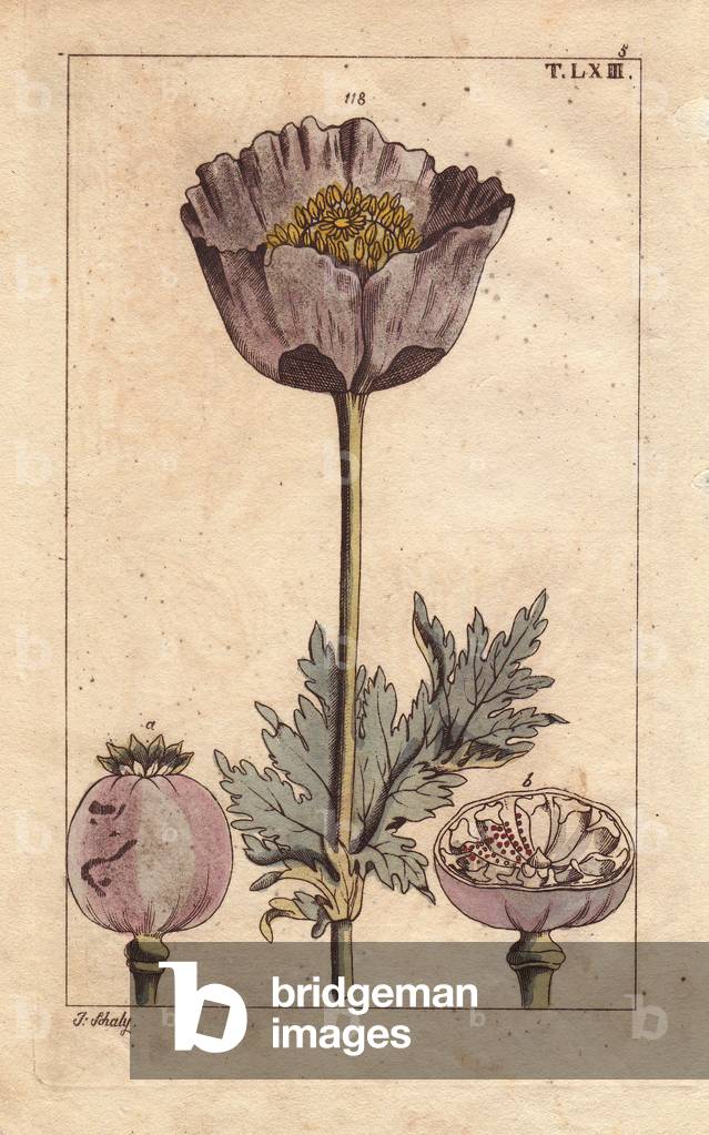 Opium poppy, flower, capsule, seedpod, Papaver somniferum