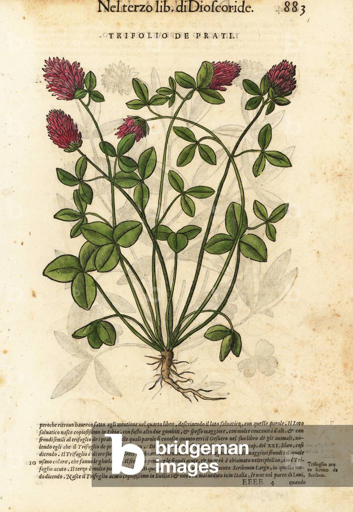 Red clover, Trifolium pratense. Prati trifolio. Handcoloured woodblock print by Wolfgang Meyerpick after an illustration by Giorgio Liberale from Pietro Andrea Mattioli's Discorsi di P.A. Matthioli ne i sei libri della Materia Medicinale di Pedacio Dioscoride Anazarbeo (Commentary on the Materia Medica of Dioscorides), Vincenzo Valgrisi, Venice, 1568.