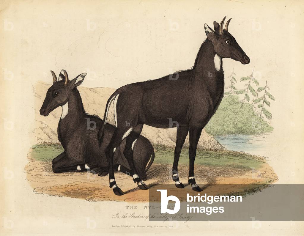 Nilgai or blue bull, Boselaphus tragocamelus.
