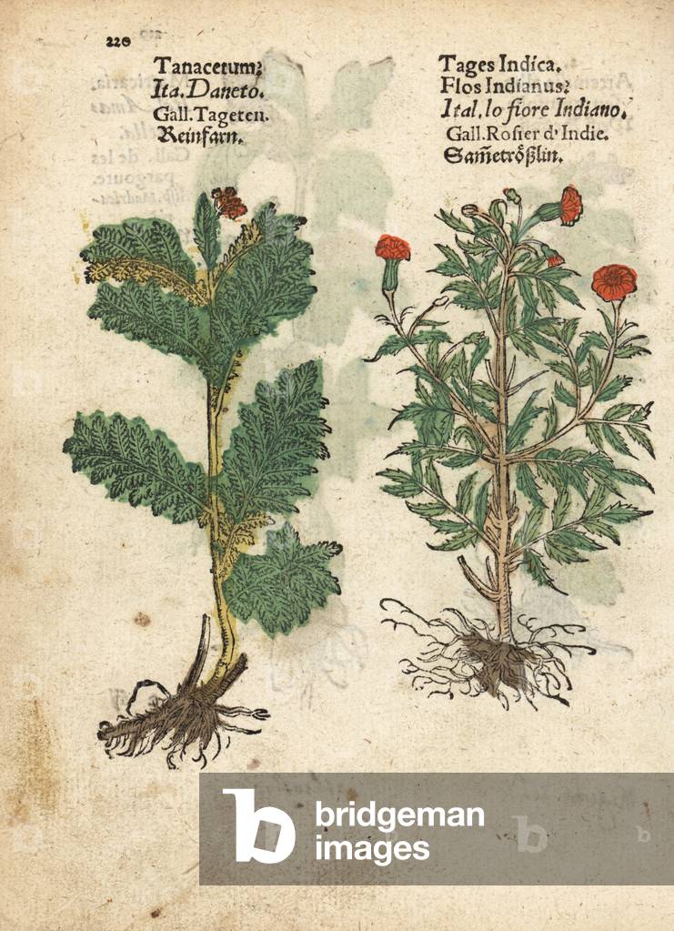 Feverfew, Tanacetum parthenium, and Mexican marigold, Tagetes erecta. Handcoloured woodblock engraving of a botanical illustration from Adam Lonicer's Krauterbuch, or Herbal, Frankfurt, 1557. This from a 17th century pirate edition or atlas of illustrations only, with captions in Latin, Greek, French, Italian, German, and in English manuscript.