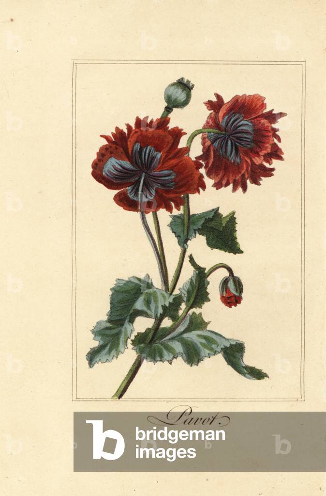 Hybrid variety of poppy, pavot, Papaver rhoeas