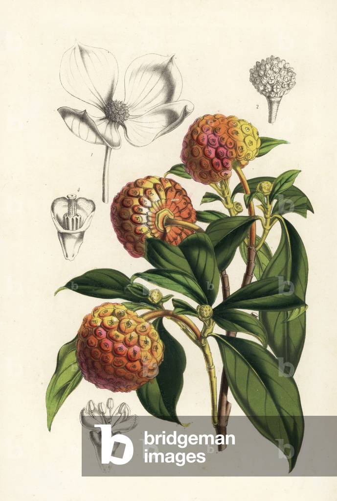 Bentham's cornel or Himalayan flowering dogwood, Cornus capitata (Benthamia fragifera). Handcoloured lithograph from Louis van Houtte and Charles Lemaire's Flowers of the Gardens and Hothouses of Europe, Flore des Serres et des Jardins de l'Europe, Ghent, Belgium, 1851.